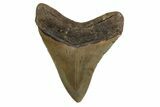 Serrated, Fossil Megalodon Tooth - North Carolina #377976-1